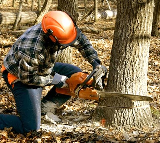 Tree Removal in Ramsey, IL